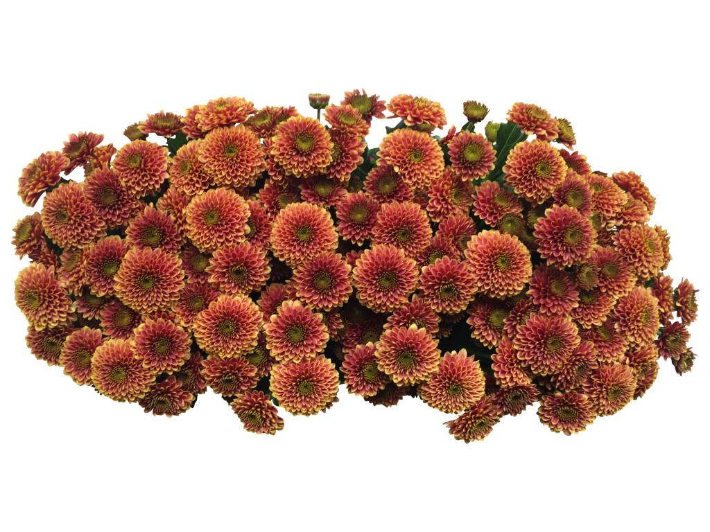 5 Santini Doria Orange (Rost)