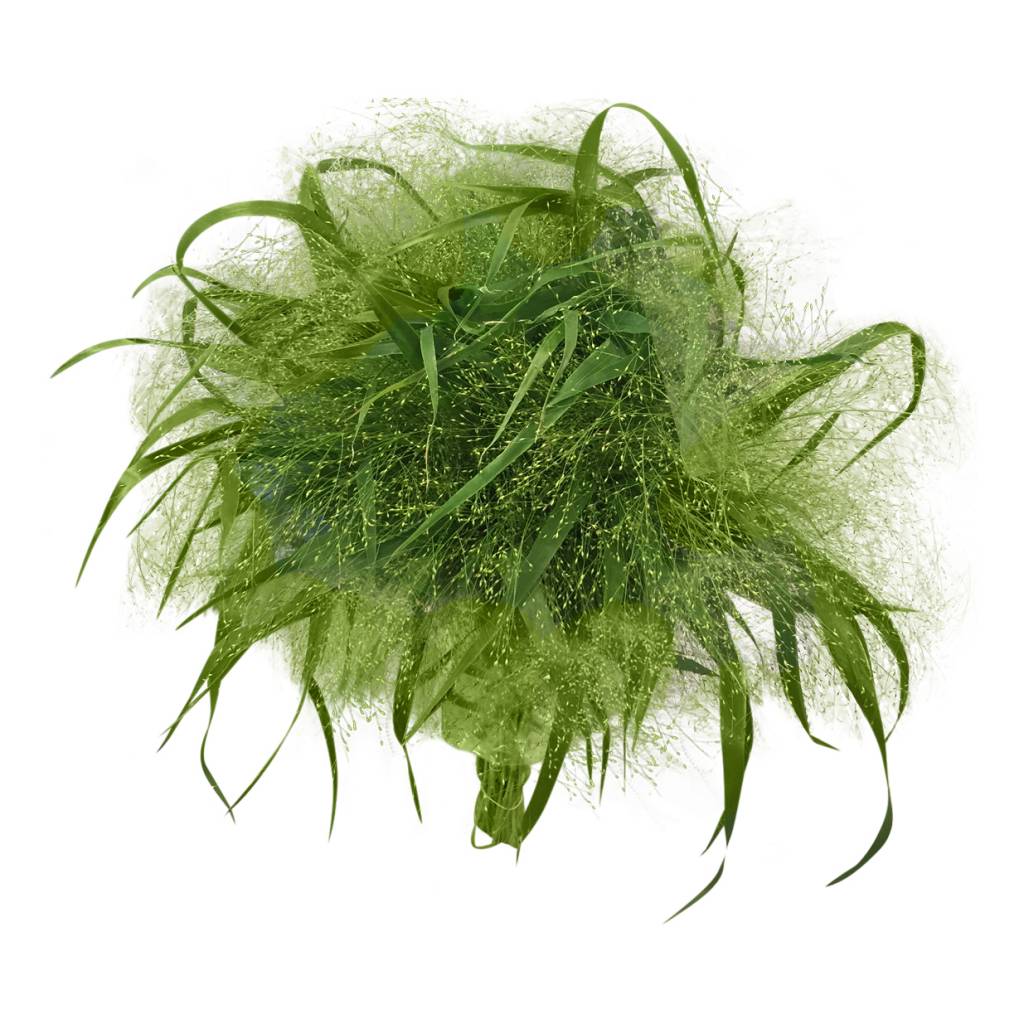 10 Panicum