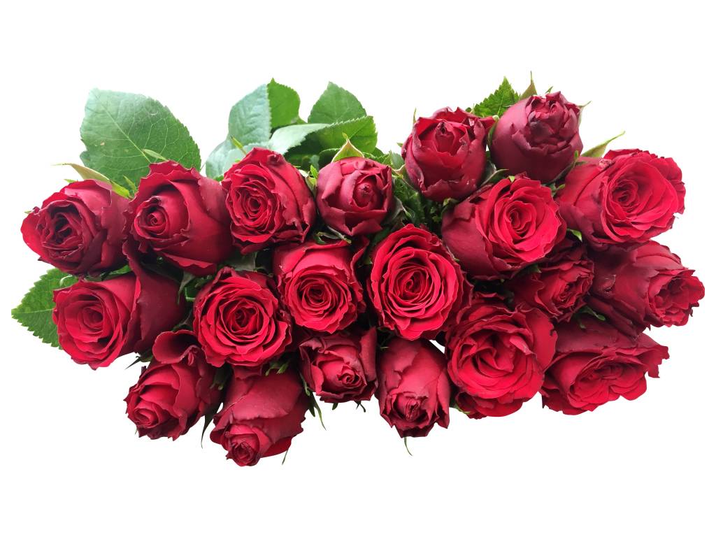 10 Rosen Rot Upper Class