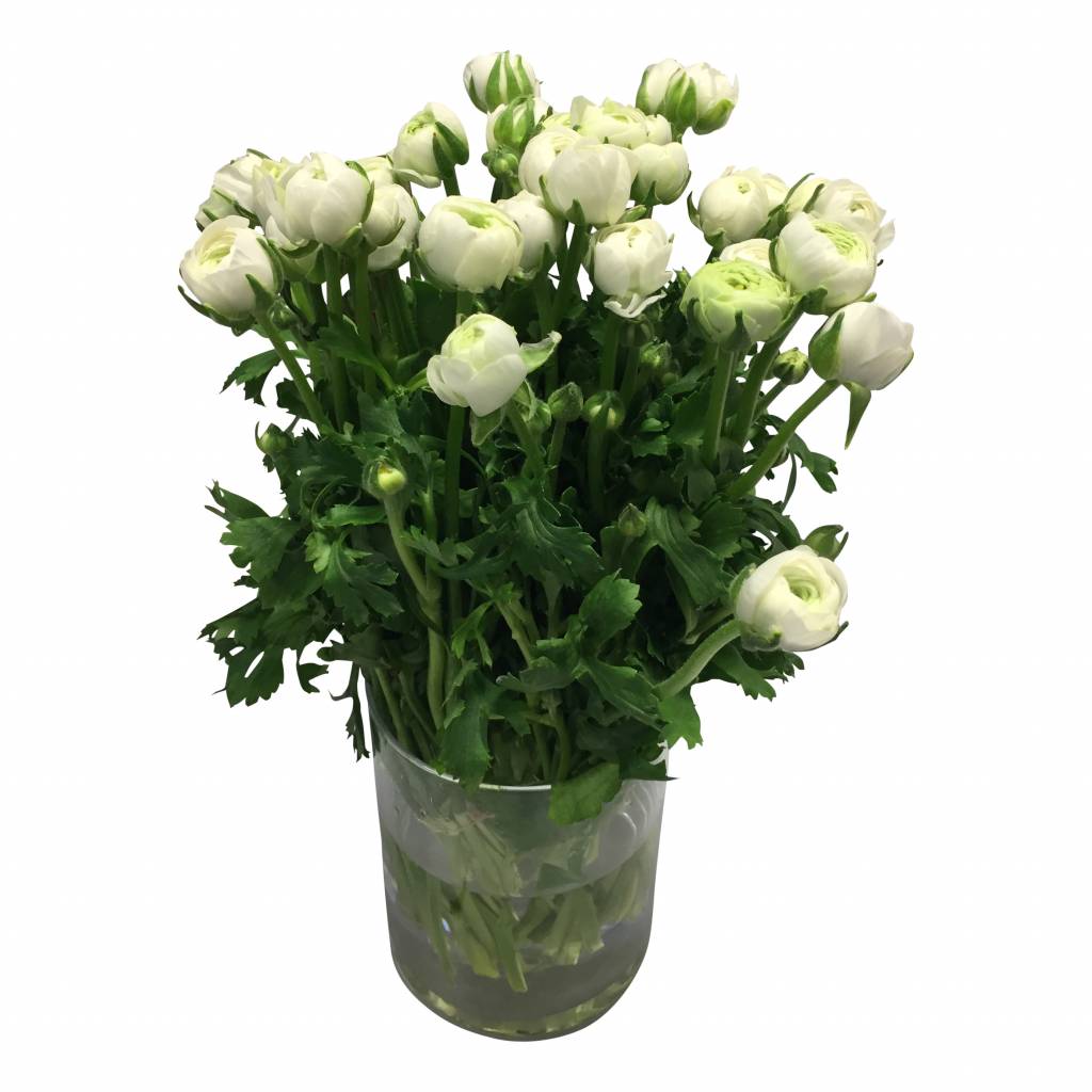 10 Ranunkeln Elegance Weiß