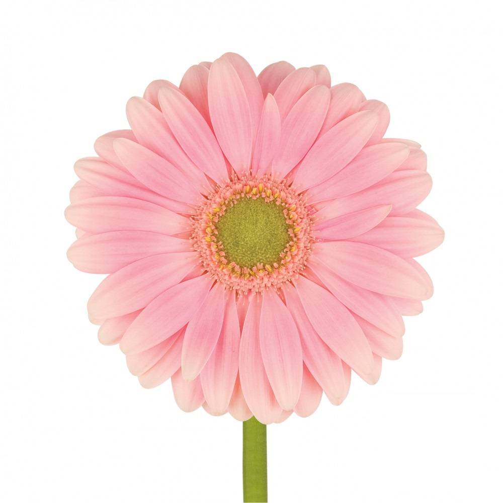 25 Gerbera Plot (Hell Rosa)