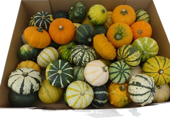 10 Stück Zierkürbis Cucurbita pepo ‘Galaxy of Stars’