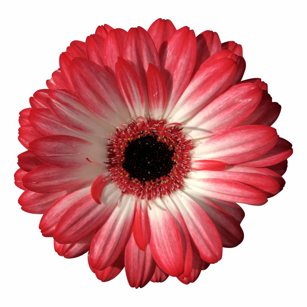 10 Mini Gerbera Macy (Rot-Weiß) 10 Mini Gerbera Macy (Rot-Weiß)