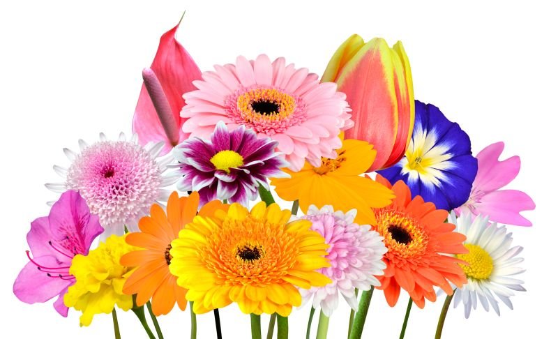 Verschiedene Schnittblumen