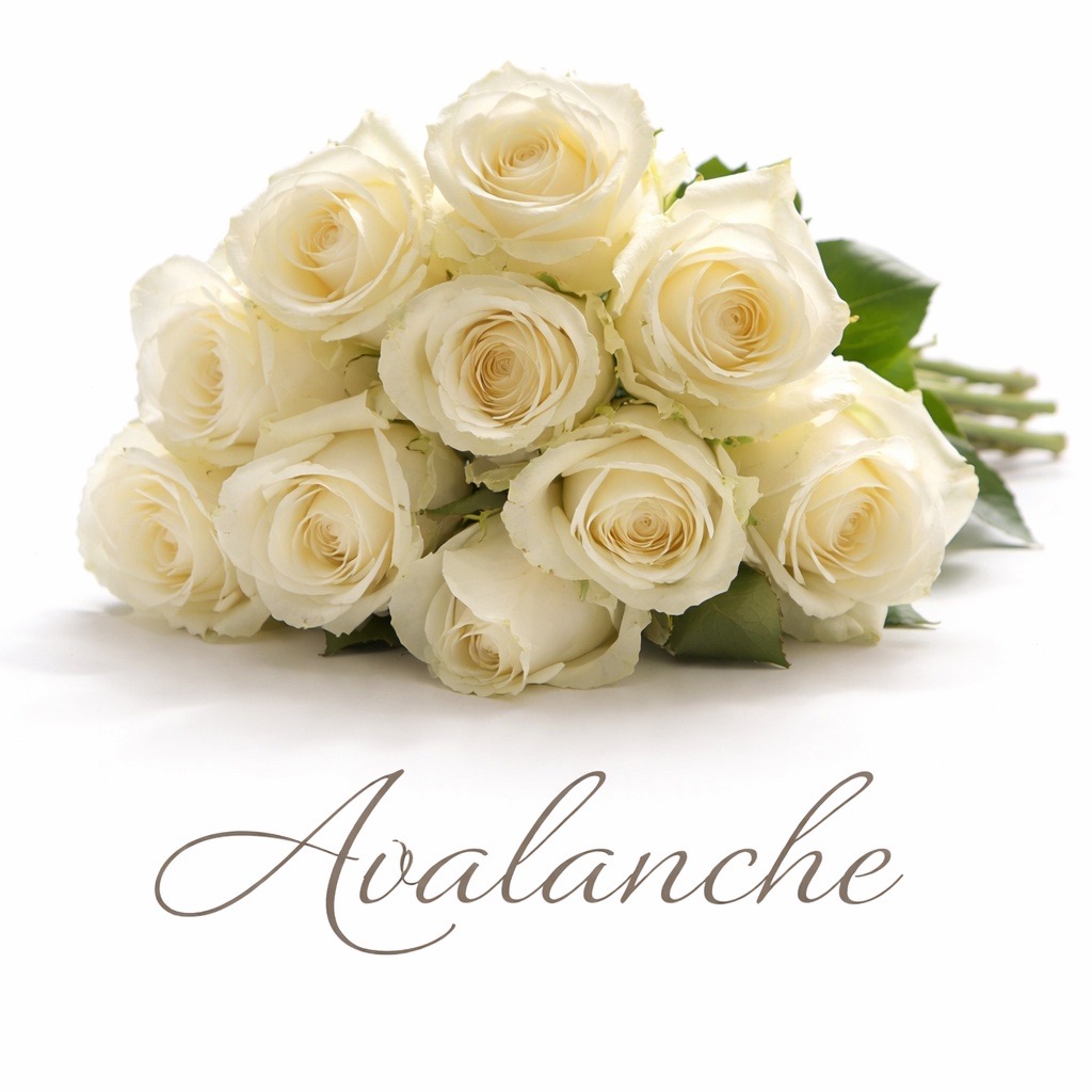 10 Premium-Rosen Weiß Avalanche