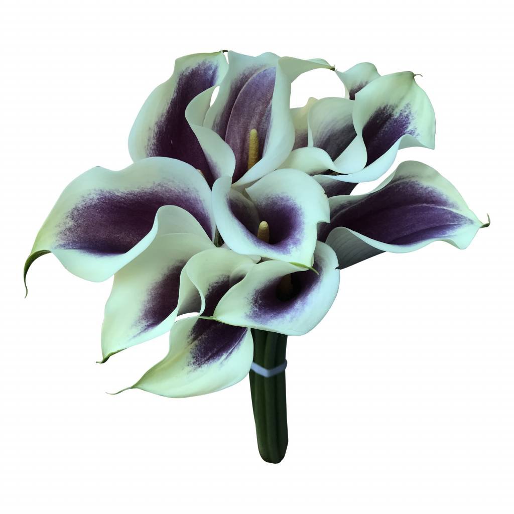 10 Calla Vermeer (Creme-Lila) 10 Calla Vermeer (Creme-Lila)
