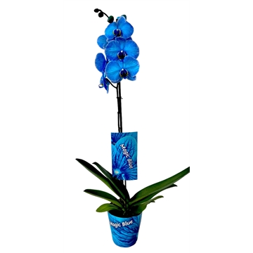 1 Topf Phalaenopsis Blau Gefärbt 1 Topf Phalaenopsis Blau Gefärbt