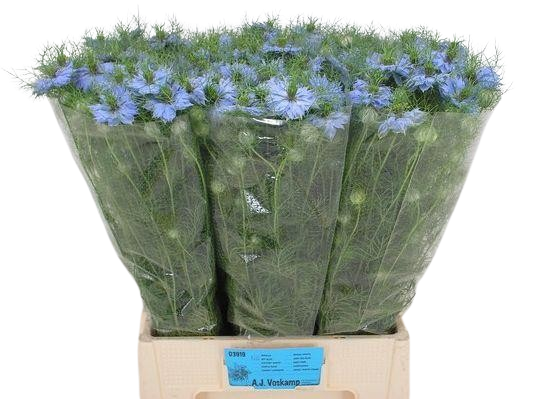 10 Nigella blau
