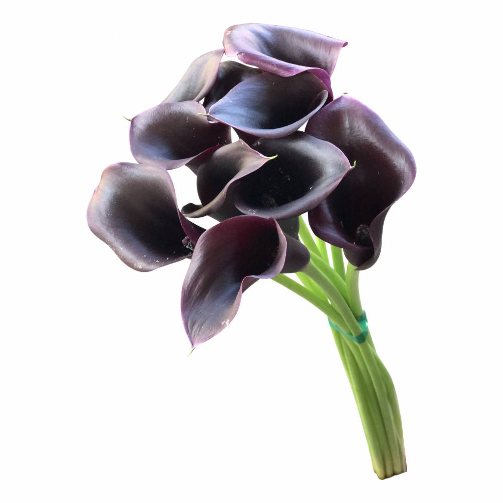 10 Calla Cantor (Schwarz) 10 Calla Cantor (Schwarz)