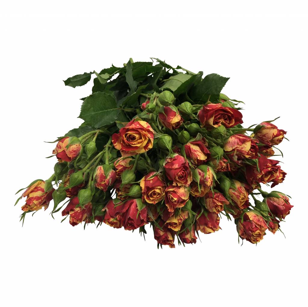 10 Tros-Rosen Fire Flash