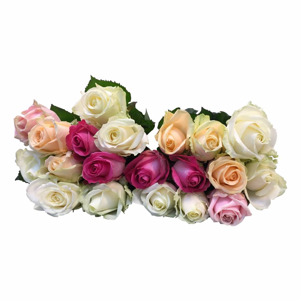 10 Premium-Rosen Avalanche Mix (Pastell) 10 Premium-Rosen Avalanche Mix (Pastell)