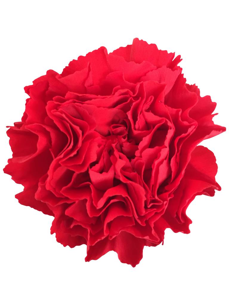 10 Edelnelken Rot