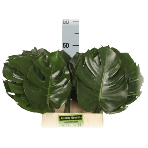 1 Bund Monstera Blätter