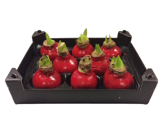 1 Amarylliszwiebel in rotem Wachs – Blühfreude ohne Gießen