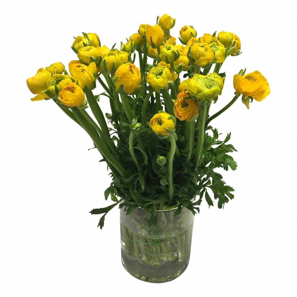 10 Ranunkeln Elegance Gelb