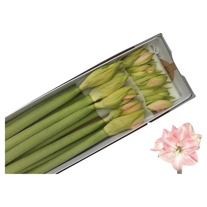 Amaryllis Darling