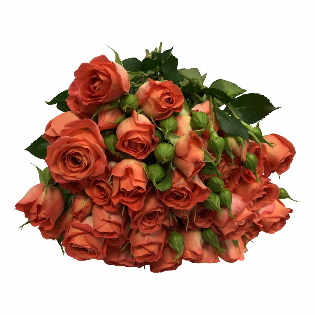 10 Tros-Rosen Charming Babe