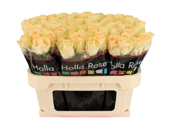 10 Rosen Magic Avalanche+ 10 Rosen Magic Avalanche+