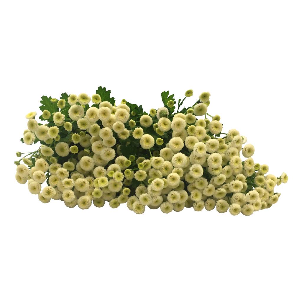 10 Matricaria Weiß 10 Matricaria Weiß