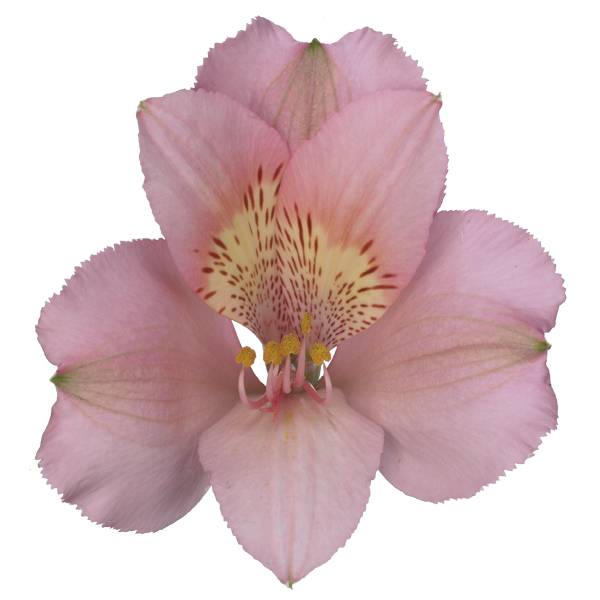 10 Alstromerien Primadonna (Rosa)