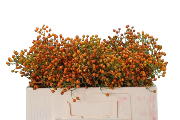10 Hagebutten Prinsberry Orange