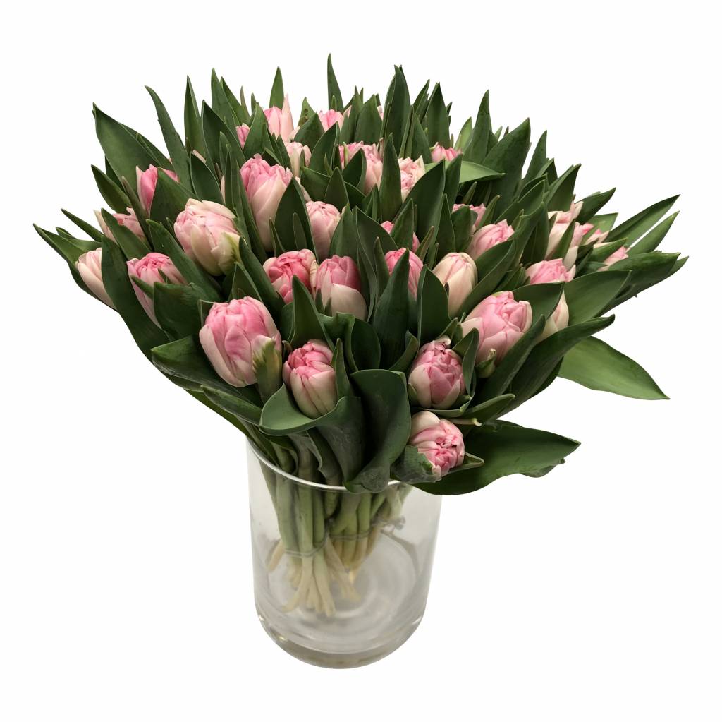 10 Tulpen Foxtrot (Gefüllt)