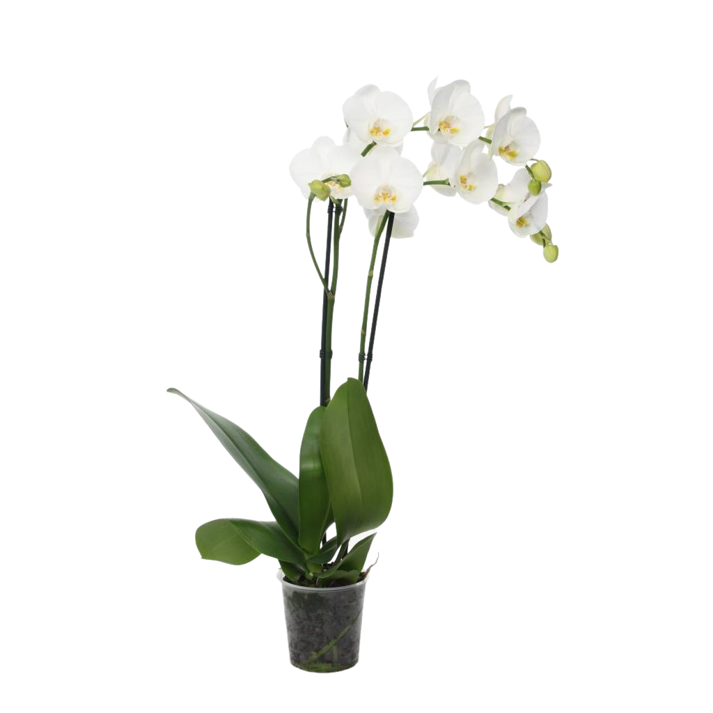 Phalaenopsis, 2-Trieber Weiß Phalaenopsis, 2-Trieber Weiß