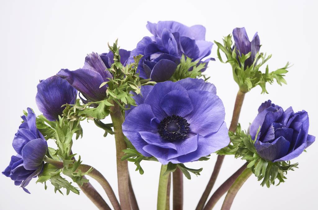 10 Anemonen Galil Blau 10 Anemonen Galil Blau