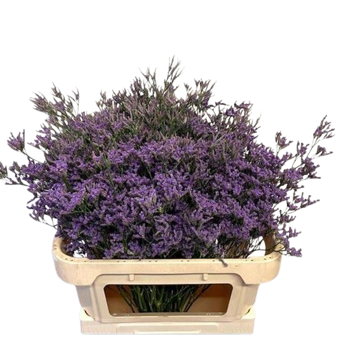 10 Statice Limonium Safora Dark Blue