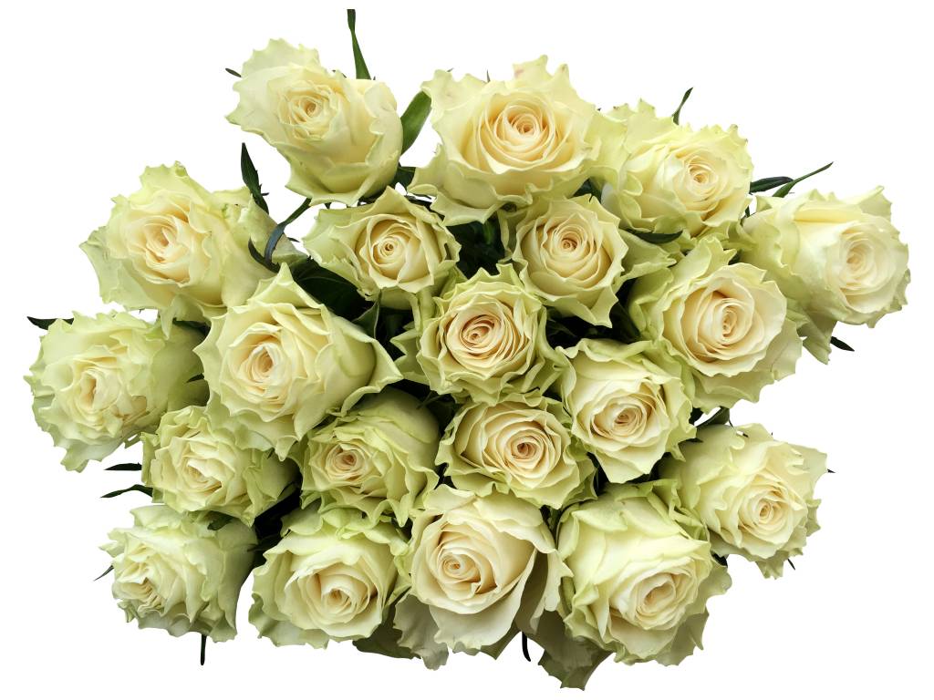 100 Rosen Creme-Weiß Solsy
