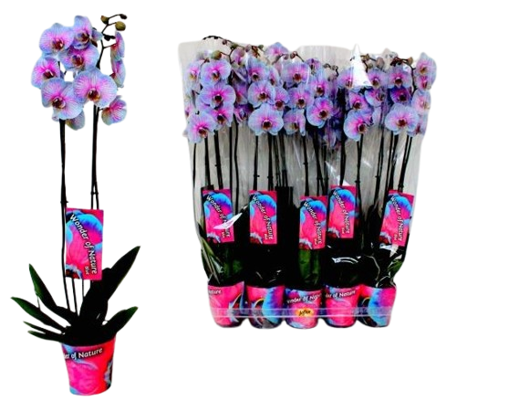 1 Topf Phalaenopsis Gefärbt