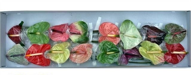 16 Anthurie Mix 16 Anthurie Mix