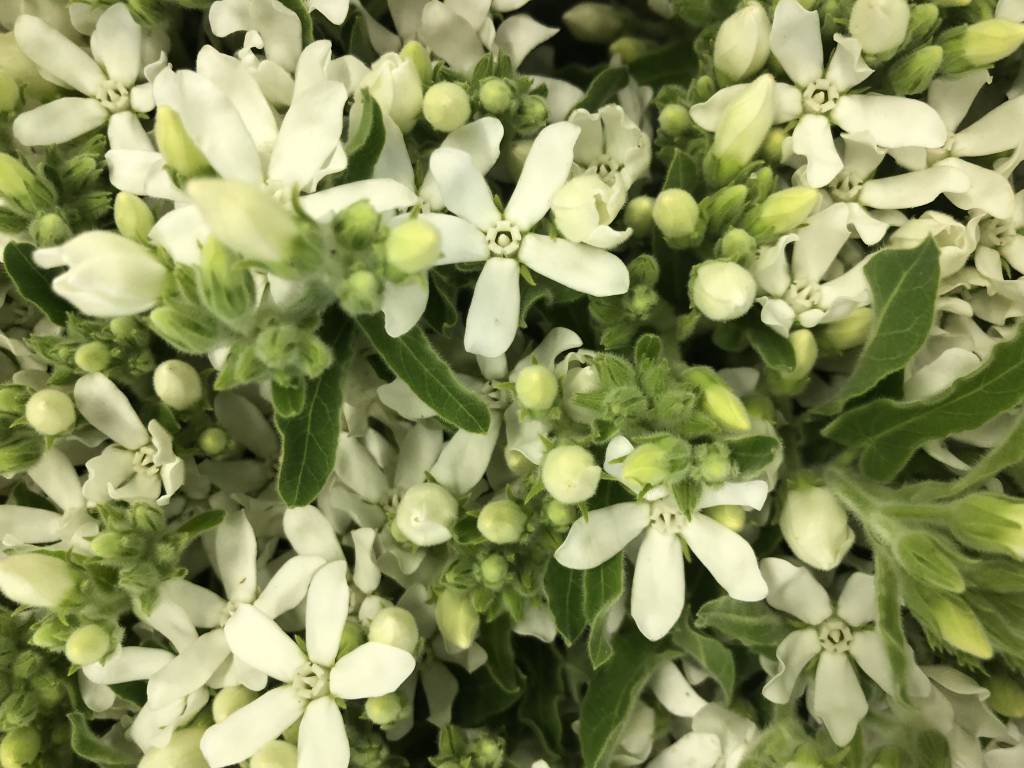 10 Stiele Oxypetalum Weiß