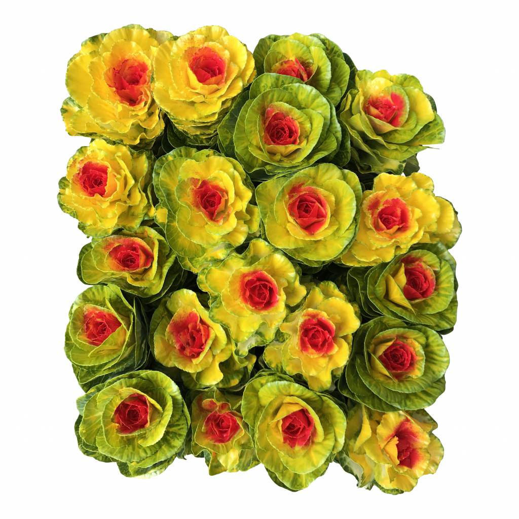 10 Zierkohl Gefärbt (Gelb-Rot)
