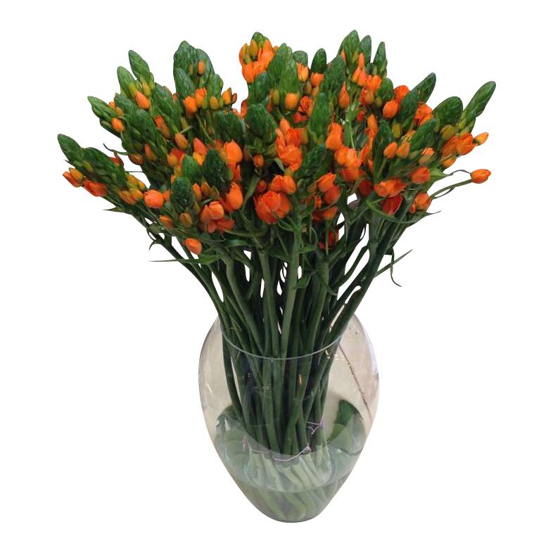 10 Ornithogalum Dubium Orange 10 Ornithogalum Dubium Orange