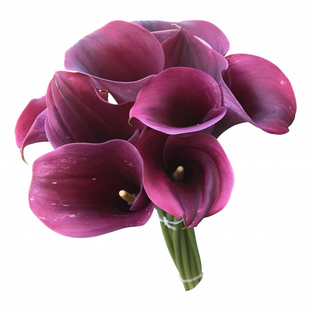 10 Calla Captain Promise (Bordeauxrote) 10 Calla Captain Promise (Bordeauxrote)