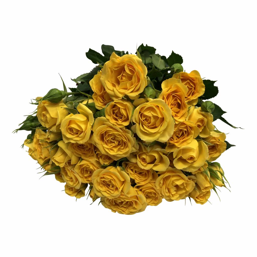 10 Tros-Rosen Jellow Babe