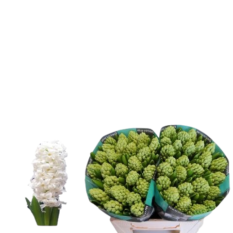 10 Hyazinthen Pallas 10 Hyazinthen Pallas