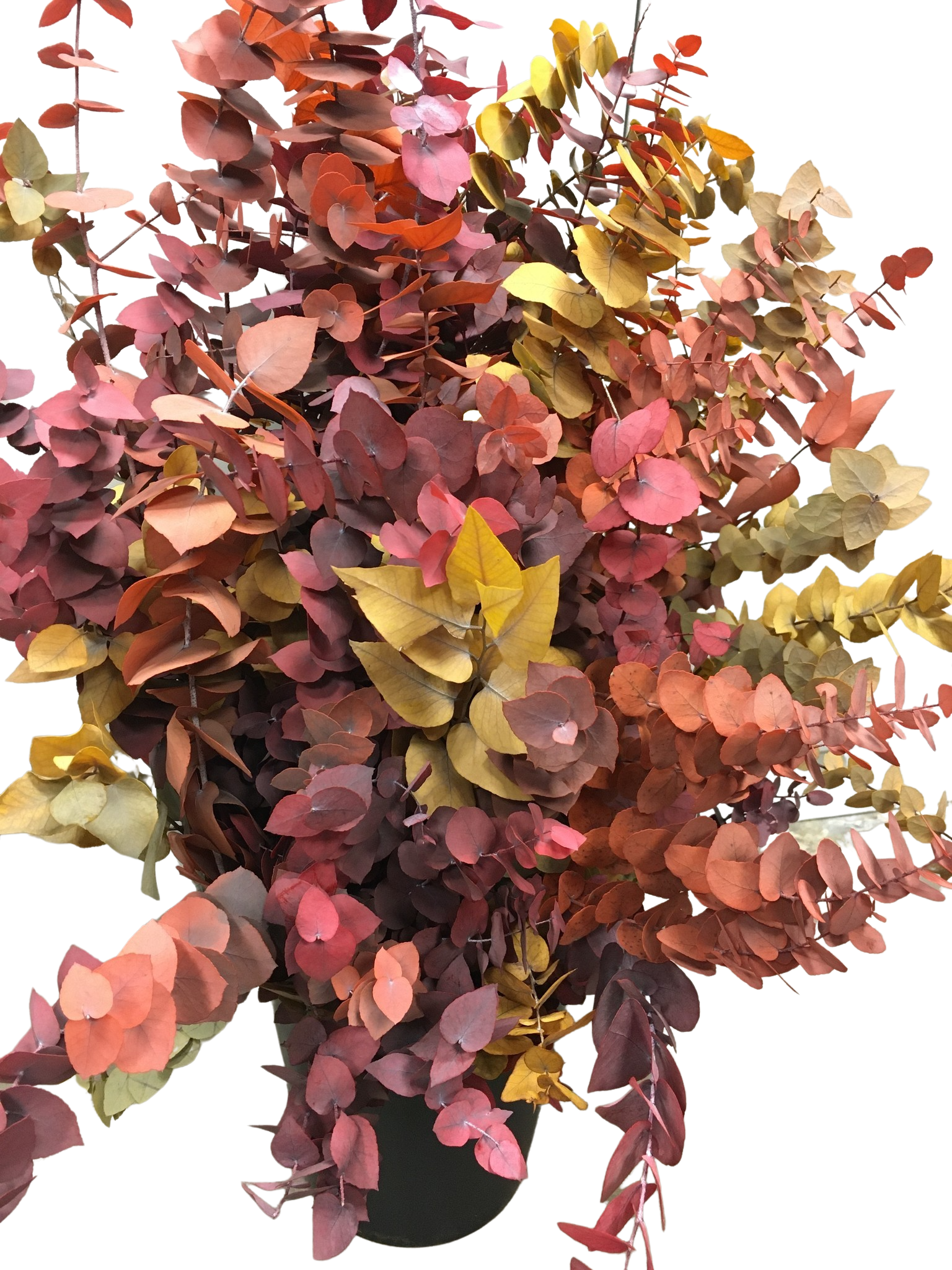 Eucalyptus Cinerea Herbst stabilisiert 