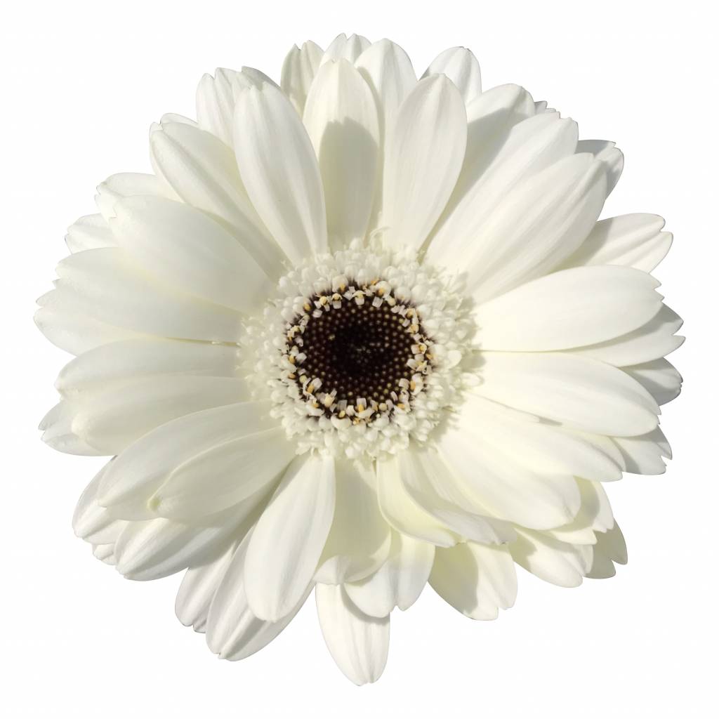 10 Mini Gerbera Husky (Weiß)