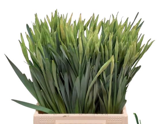 10 Narcissen Carlton
