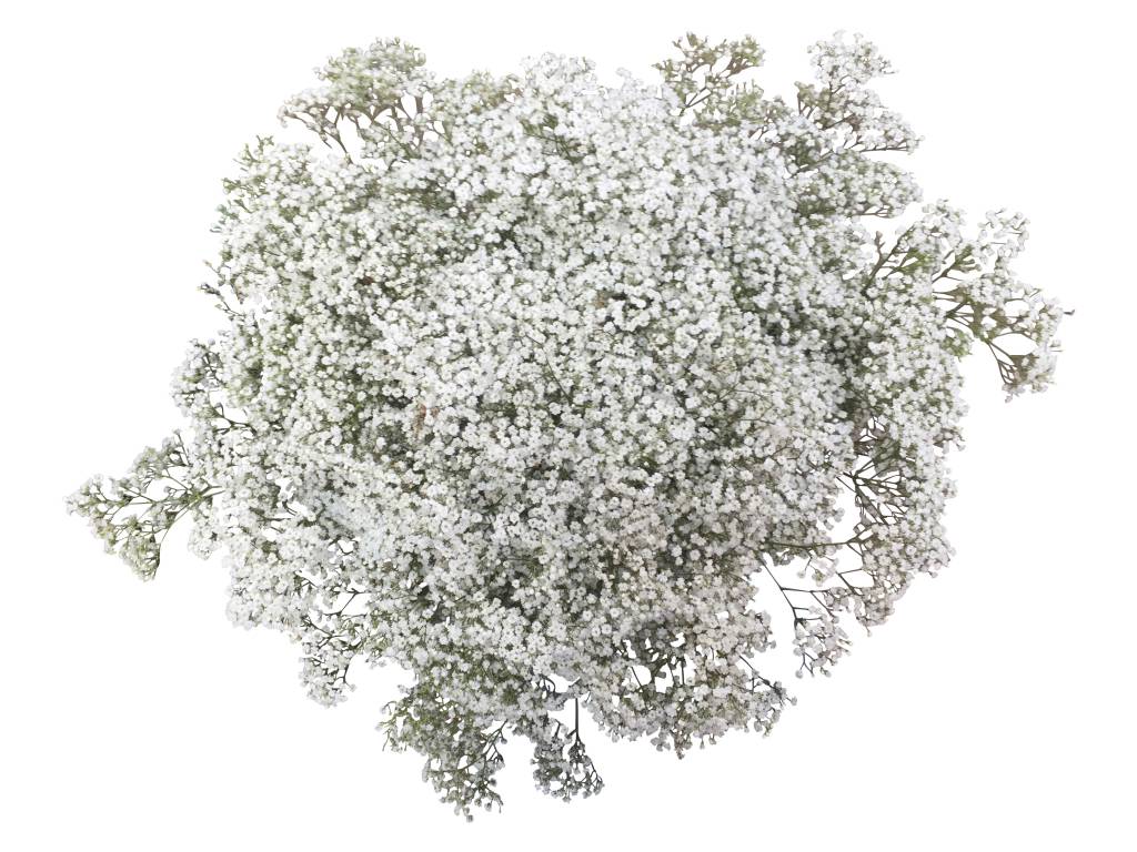 5 Stiele Million Star Weiß 5 Stiele Million Star Weiß