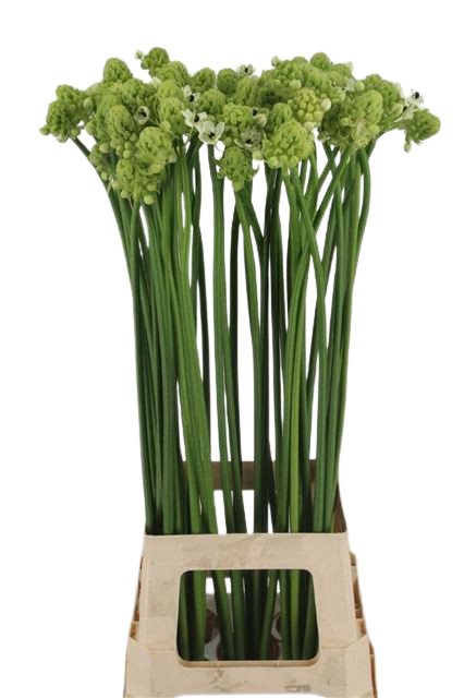 10 Ornithogalum saundersiae