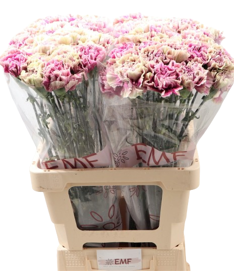 10 Edelnelken Antigua 10 Edelnelken Antigua