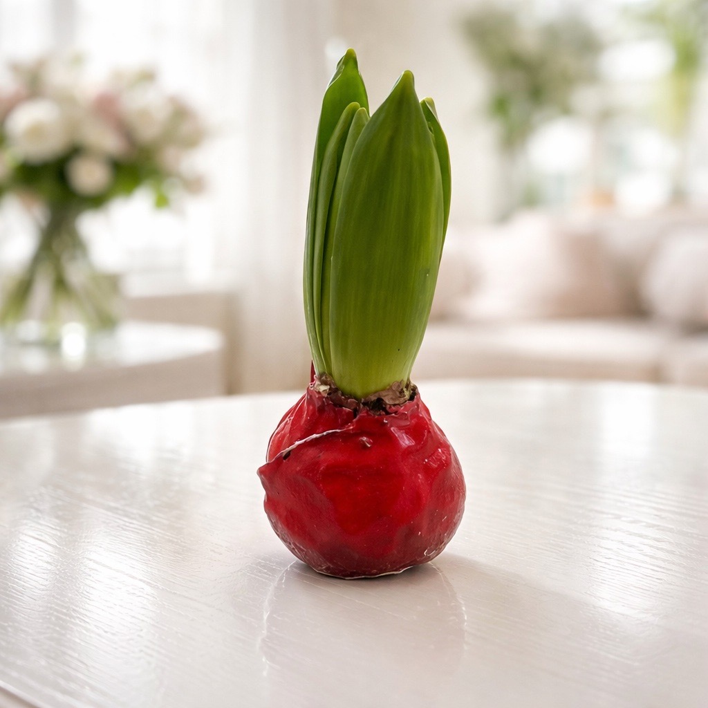 Gewachste Hyazinthenknollen Rot