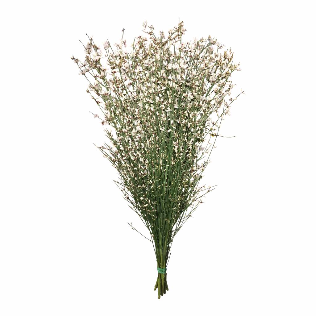 1 Bund Ginster Weiß 400 Gramm 1 Bund Ginster Weiß 400 Gramm