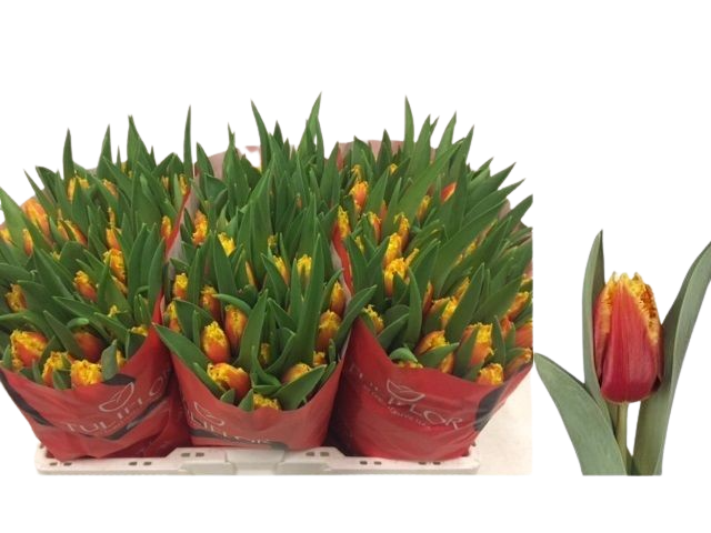 10 Tulpen Davenport