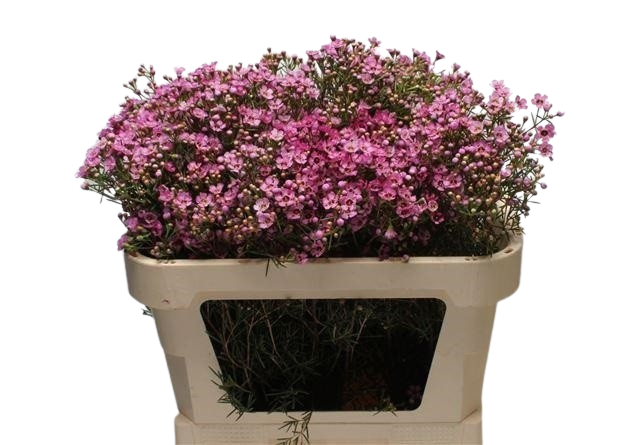 10 Wachsflower Jupiter 10 Wachsflower Jupiter