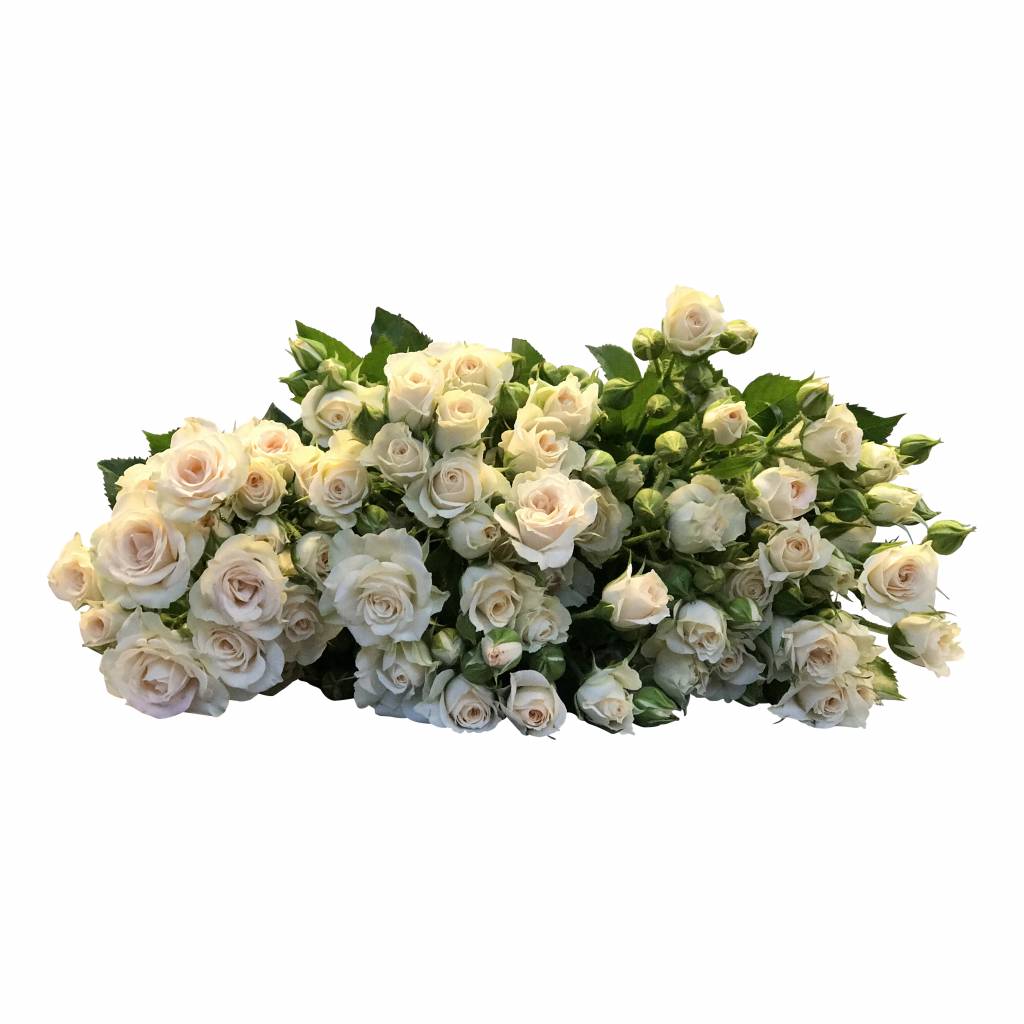 10 Tros-Rosen Cream Gracia (Cream)
