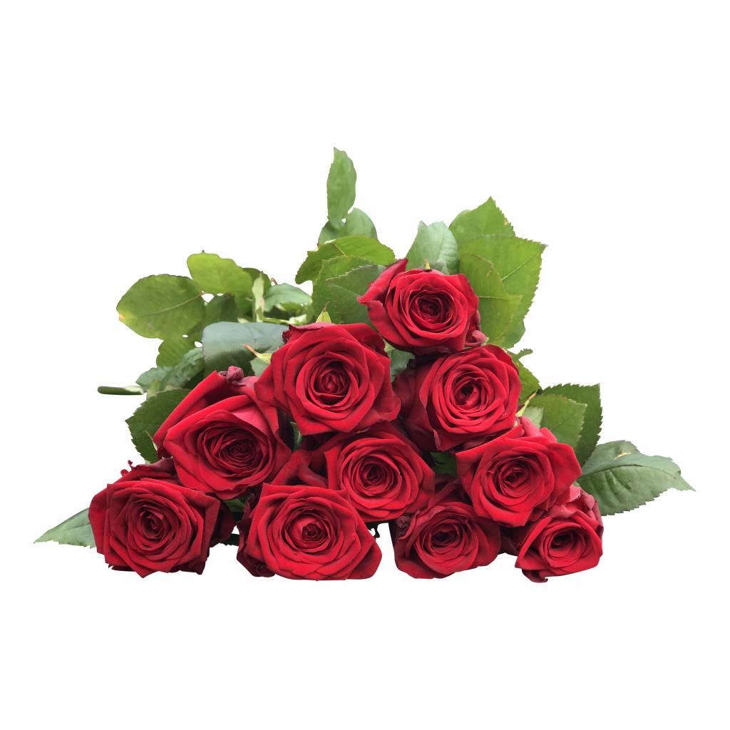 100 Premium-Rosen  Red Naomi (Rot)